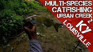 Multi-Species Catfishing Secret Urban Creek Louisville KY #2