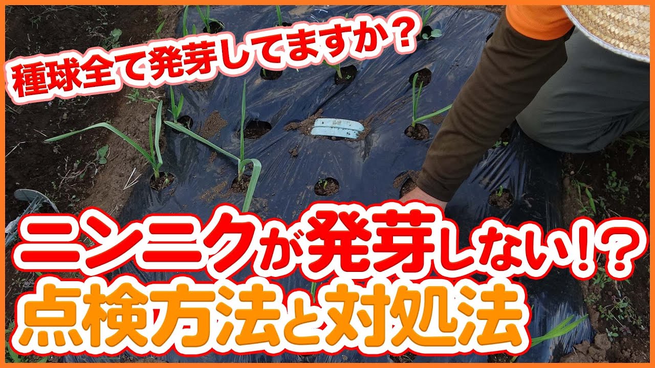 ニンニクが発芽しない！？家庭菜園のにんにく栽培で発芽しない時の点検
