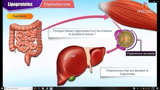 Lipoproteins and Apolipoproteins - Structure , function and metabolism : Medical Biochemistry