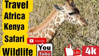 "4K African Wildlife Relaxation: Serene Wildlife Scenes with Calming Piano Music (Ultra HD)"