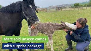 Mare sold unseen comes with surprise package