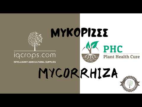 Το αποτέλεσμα της εφαρμογής Μυκορριζών - The effect of Mycorrhiza