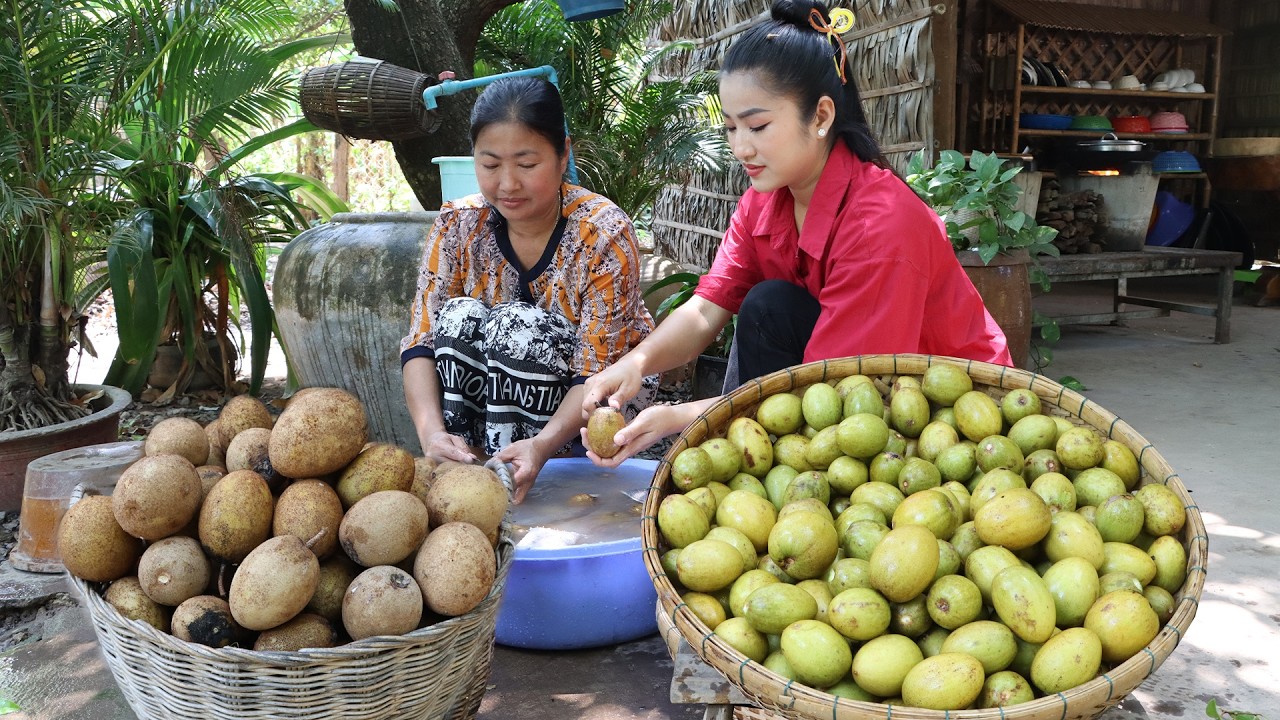 Do You Have Sapodilla Tree At Your Place Traditional And Simple Life do-you-have-sapodilla-tree-at-your-place-traditional-and-simple-life
