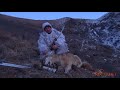 Wolf hunting with call in Kazakhstan - охота на волка с вабой в Казахстане