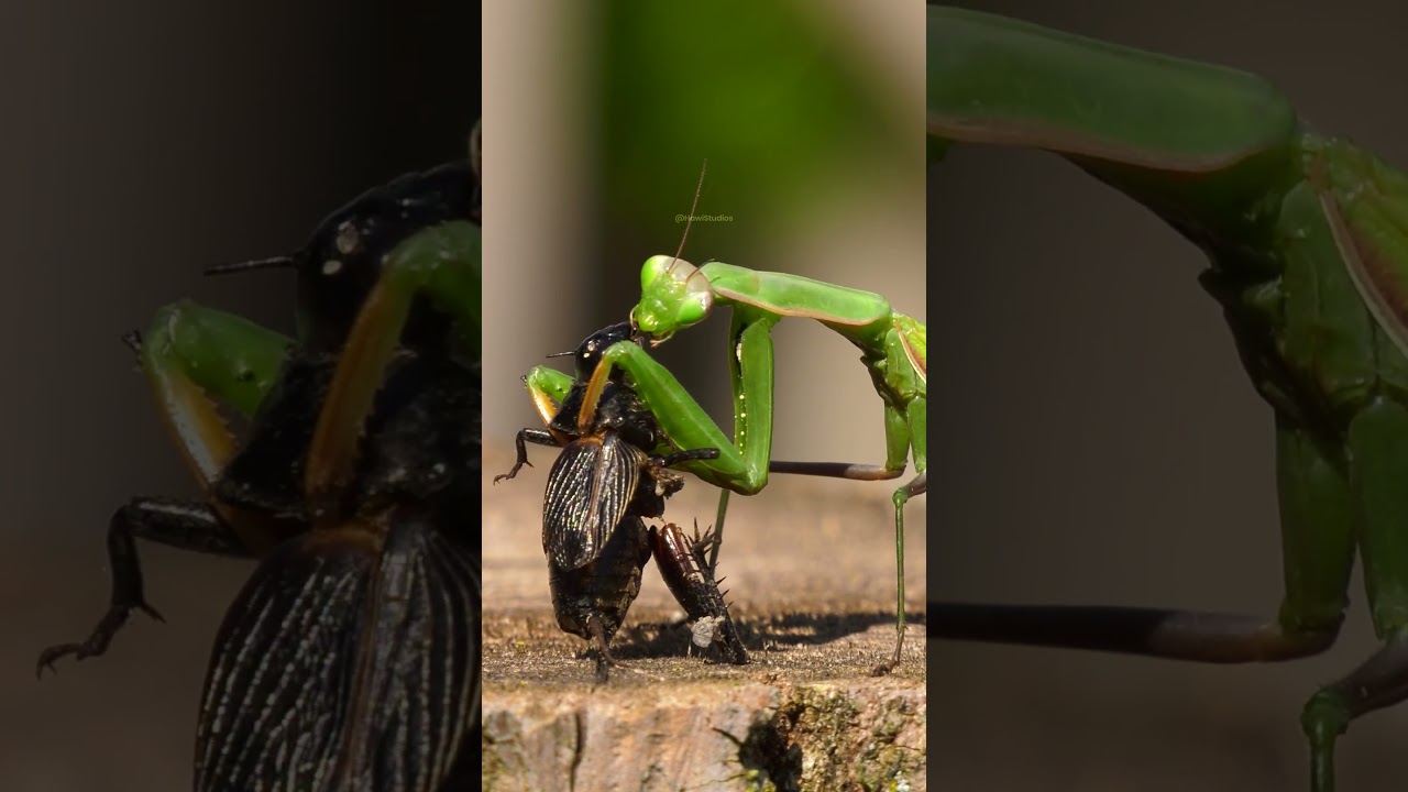 Praying Mantis Eating Cricket 