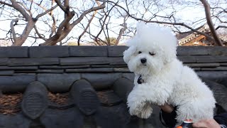 My Puppy Is Flying! by Bom & Bow the Bichons 4,572 views 1 year ago 5 minutes, 57 seconds