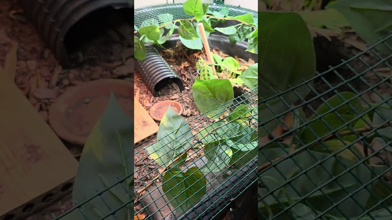 boxturtle's fake plants vs real. 