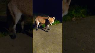 Miss Fox Looks Great In Her Winter Coat