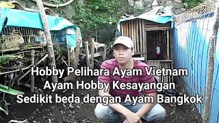 bongkar isi kandang young farm..ayam import..ayam USA..ayam Thailand..materi berkualitas... 