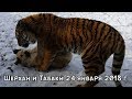 ТИГР И СОБАКА - ЛУЧШИЕ ДРУЗЬЯ. 24 ЯНВАРЯ 2018 Г.