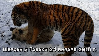ТИГР И СОБАКА - ЛУЧШИЕ ДРУЗЬЯ. 24 ЯНВАРЯ 2018 Г. ТИГР И СОБАКА - ЛУЧШИЕ ДРУЗЬЯ. 24 ЯНВАРЯ 2018 Г.