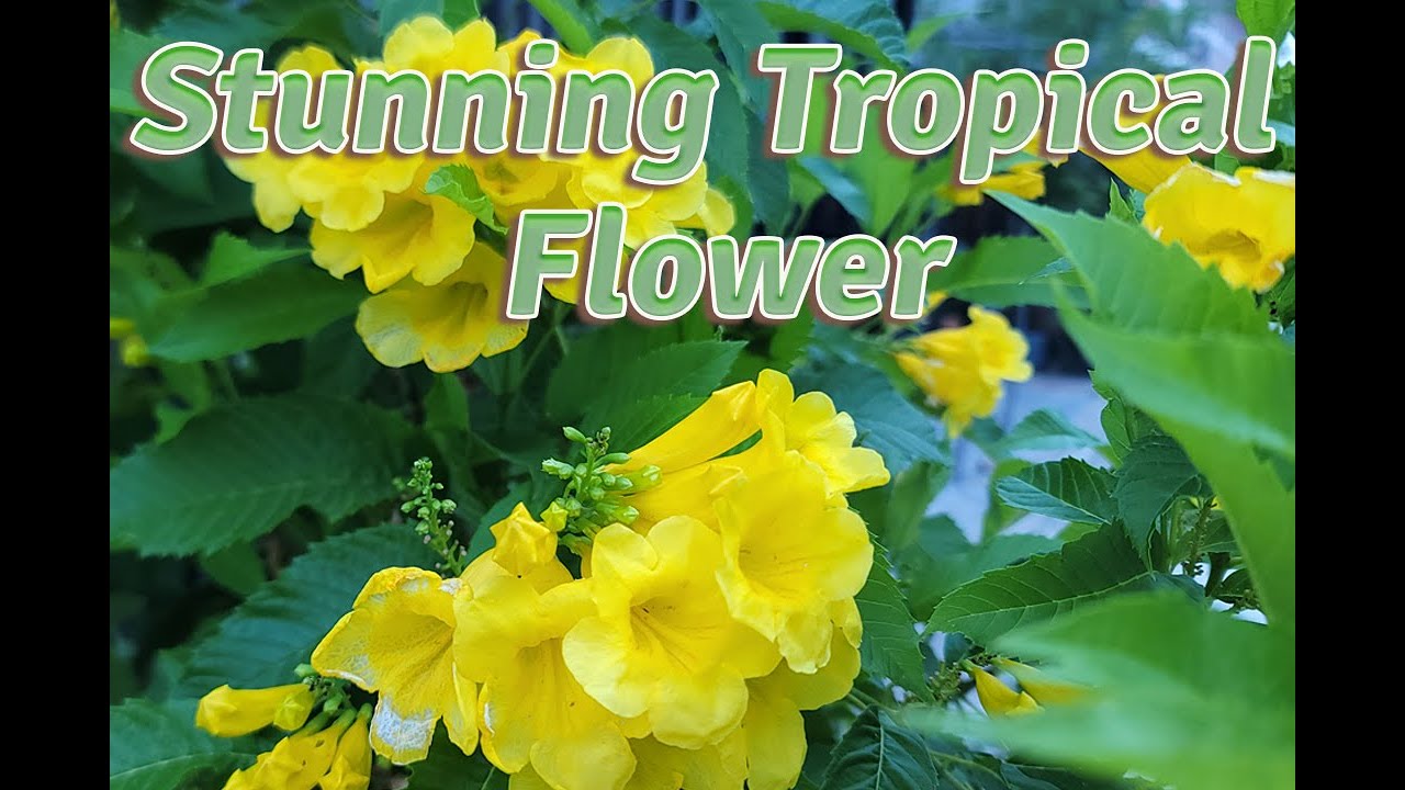 Tecoma stans Yellow Bells flower