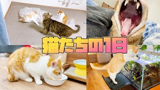 謎に包まれた猫たちの1日に密着してみたら…