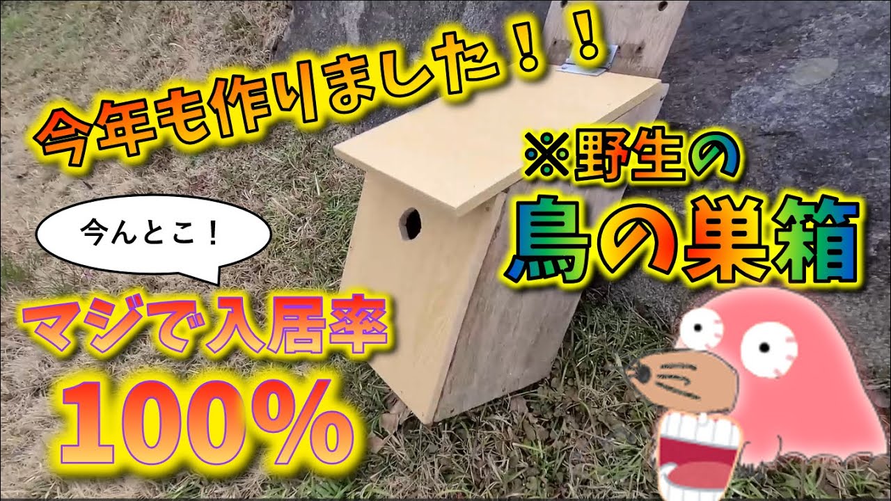 マジで入居率100%】野生の鳥を呼ぶ手作り巣箱 - YouTube