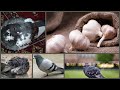 Garlic(Lassan) a herb antibiotic & antibacterial medicine for pigeons