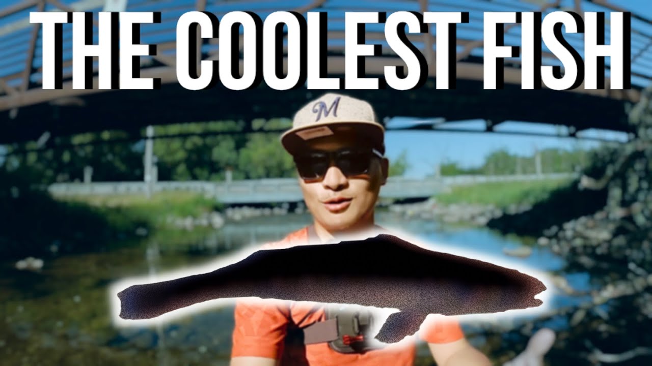 Fishing for the COOLEST Fish