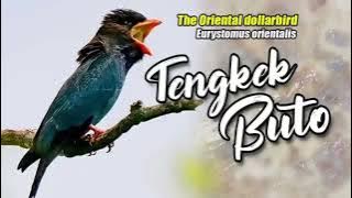 masteran tengkek buto 10 jam nonstop