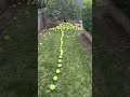 🎾 palace #funnyanimals #funnyshorts #hilarious #australia #magpies #fyp #funny #lol #aussie