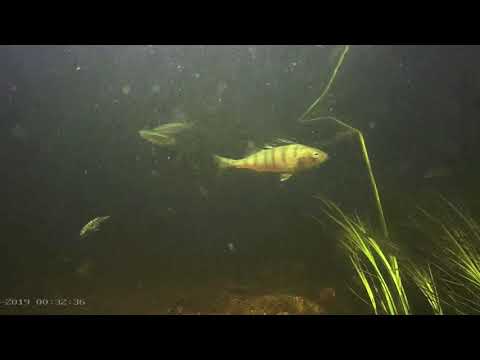 Video: Täiskasvanud Mereriid Võtavad Monterey Lahe Akvaariumis Vastu Orvuks Jäänud Beebid