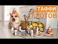 Подготовка к др Таффи🎂 ДОСТАЛИ соседи.. ВЕЛЬШ КОРГИ