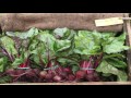 Top 5 Leafy Green Vegetables: Health Hacks- Thomas DeLauer