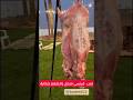 شاهد هذا الارنب الفرنسي العملاق منديناها 🐇 | الارنب مندي #مندي#مندي_الارانب