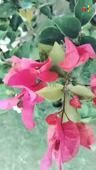 story wa || caladium story 2020