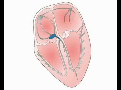 ECG Interpretation - Cardiac Electrical Activity (Section 1, Part 1)