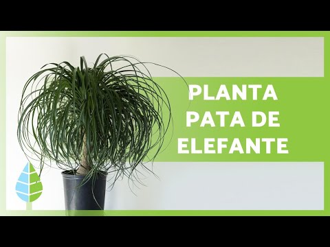 CUIDADOS de la PATA de ELEFANTE 🌱 ¡Riego, sustrato, reproducción y más! 🌞 💦