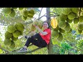 Harvest delicious durian garden goes to the market sell  emma daily life