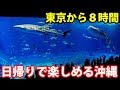 【東京→沖縄日帰り】JALで行く美ら海水族館＆沖縄そばの旅 7/4-101