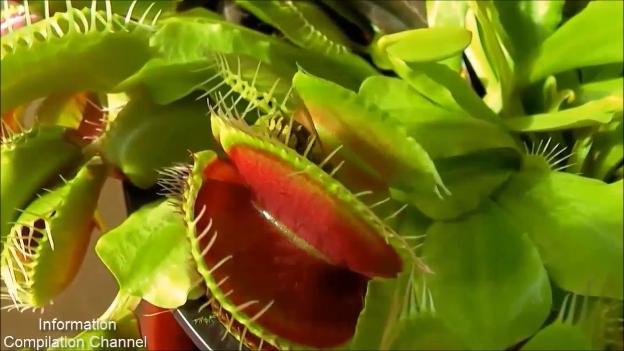 食虫植物 ハエトリジゴクが虫を喰らう瞬間 Youtube