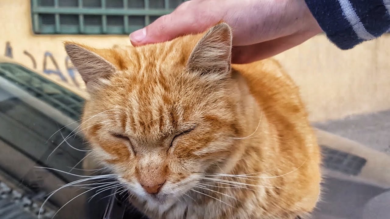 Questi gatti vivono in strada, ma sono molto socievoli! YouTube Questi gatti vivono in strada, ma sono molto socievoli! YouTube