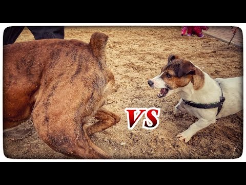 Video: Perro de Presa Canario