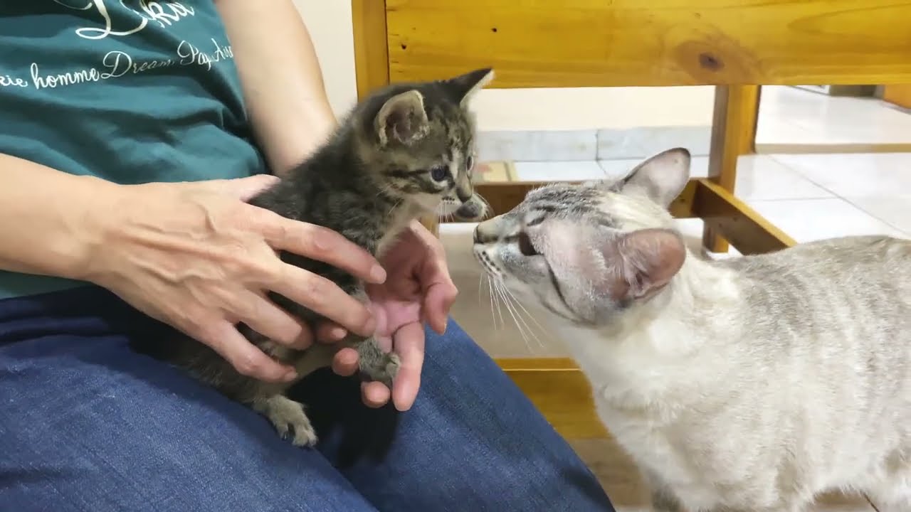 新入り 猫 が 先住 猫 を 追いかける 理由