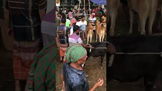 গরুর হাটে পালন উপযোগী ষাঁড় বাছুর জমে উঠেছে হাট #sorts #everyone #caw #caw_market #গরুরহাট #যশোর