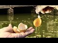 Yolk & Potato for Carp - صفار البيض والبطاطا للشارب - Желток и картофель для карпа