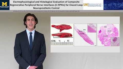 Electrophysiological & Histological Evaluation Of Composite Regenerative Peripheral Nerve Interfaces