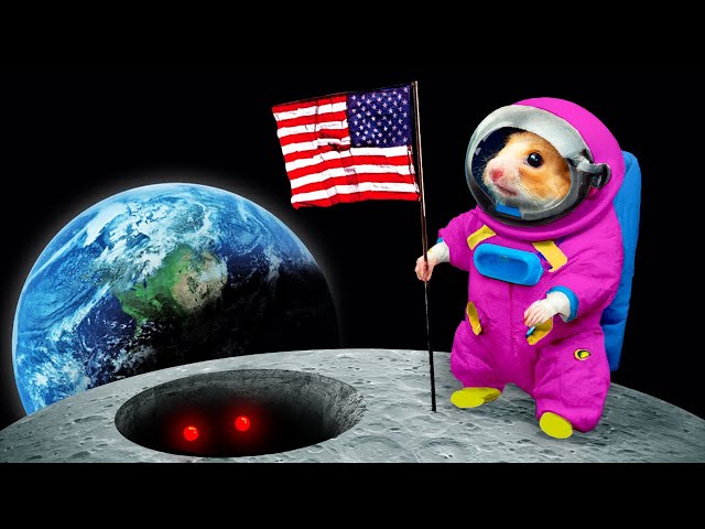 🐹 Hamster Goes to SPACE - Hamster Maze with Traps ☠️ [OBSTACLE COURSE] class=