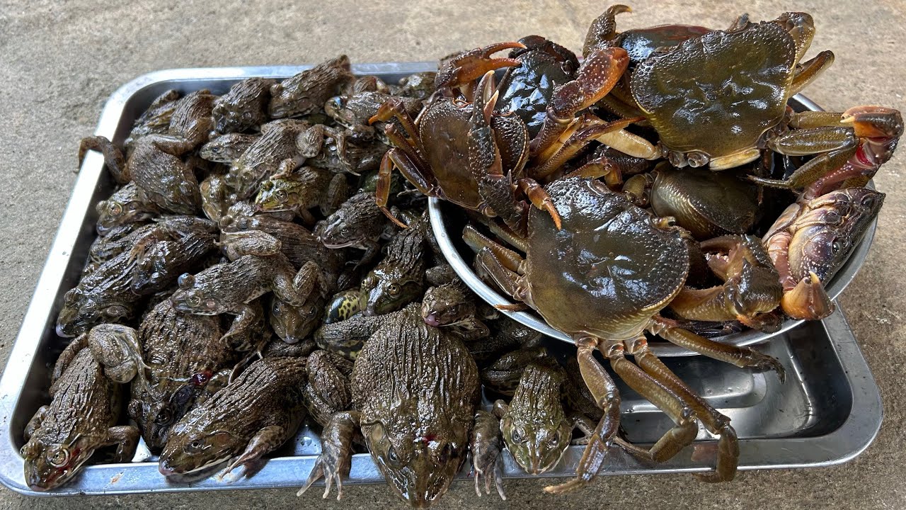 CẢ NHÀ HỒI HỘP ĐI THĂM LƯỚI ĐÊM, BẤT NGỜ BẮT ĐƯỢC NHIỀU ẾCH - Bùi Văn Trọng