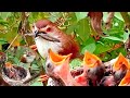 Common nightingale birds caring for young babies in the nest  review birds news 