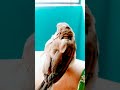beautiful 🐦#nature #birds #shorts
