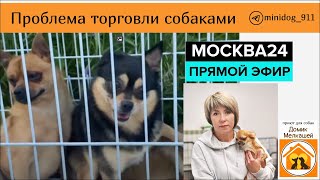 Юлия Рыжанушкина и приют Домик Мелкашей в репортаже Москва 24