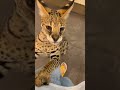 【おはようサーバルシリーズ㉚】