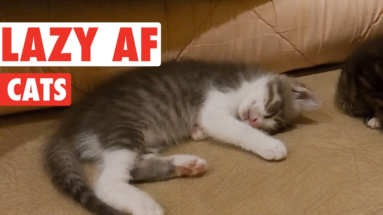 Hilarious Lazy Cats Video Compilation