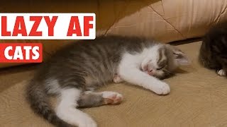 Hilarious Lazy Cats Video Compilation