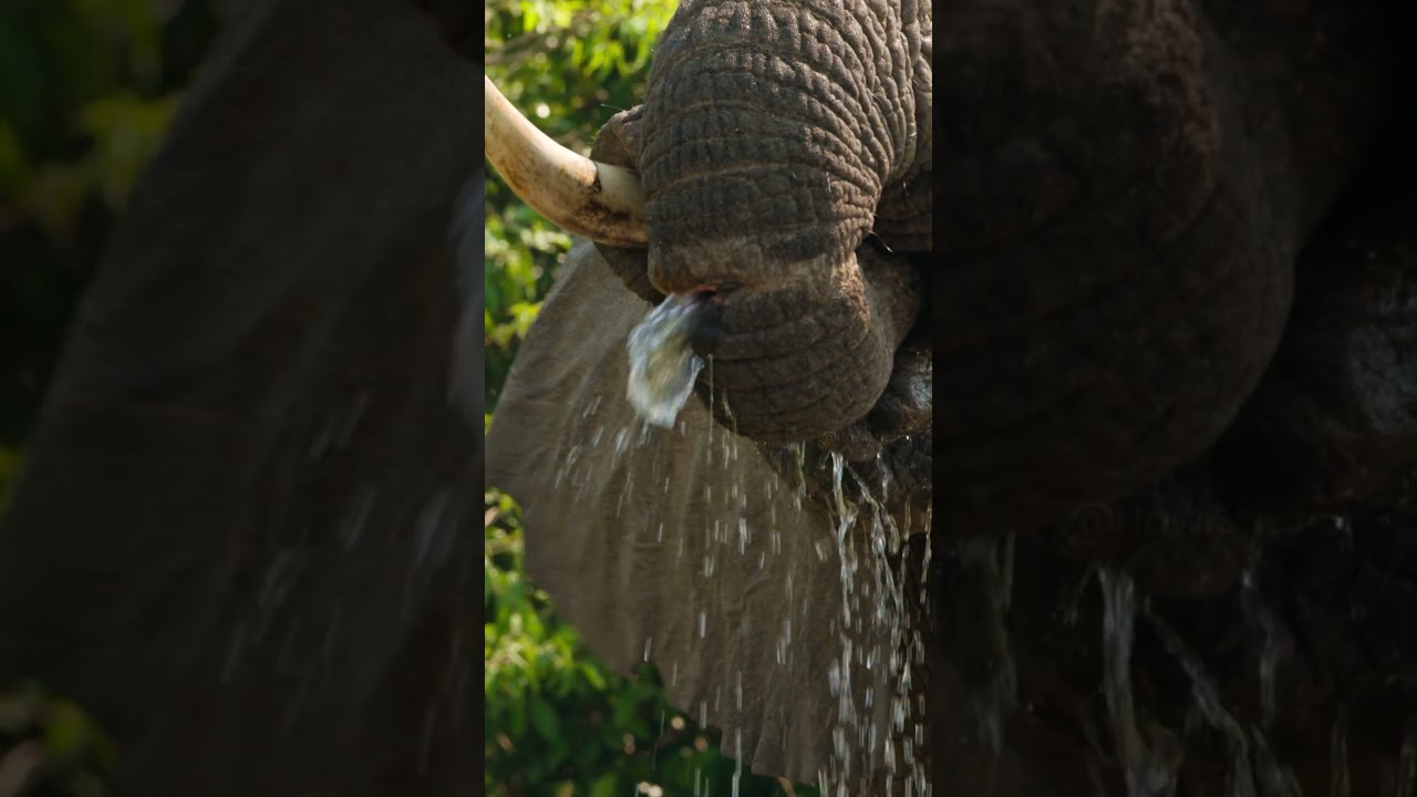 Water coming out from Elephant's broken trunk