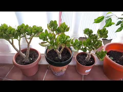 Video: Cuidado de la vid de jade: información y consejos para el cultivo de una planta de vid de jade