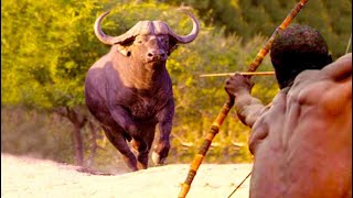 Hadzabe Tribe Hunt and Catch BIGGEST BUFFALO | Very Delicious Meat & Food Daily Lifestylle