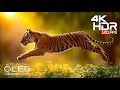Unbelievable 4K Video ULTRA HD OLED | 4K HDR Dolby Vision at 60fps